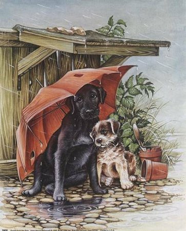 Бездомные животные