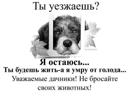 Листовки не бросайте животных