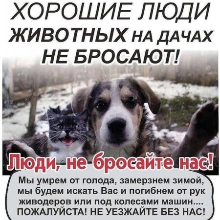 Не бросайте животных