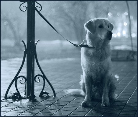 Брошенных животных