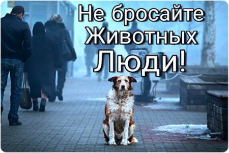 Люди не бросайте животных