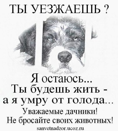 Не бросайте животных