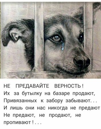 Цитаты про собак