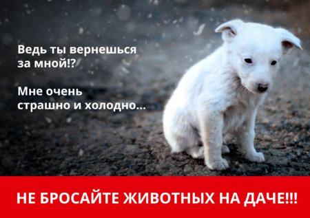 Не бросайте животных на дачах