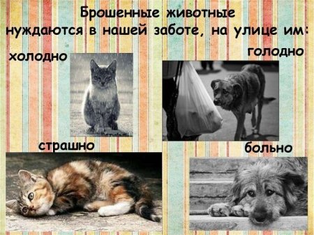 Бездомные животные нуждаются в защите