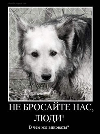 Брошенных животных