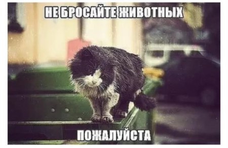 Не бросайте животных картинки