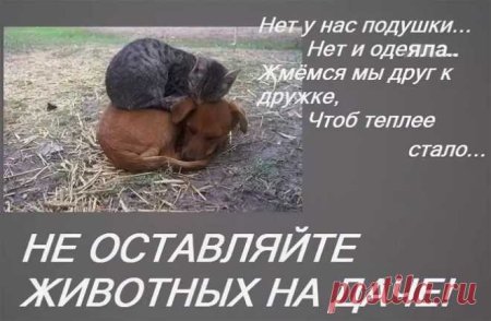 Брошенные животные на дачах