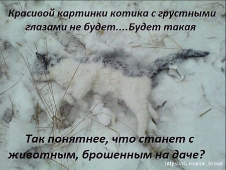 Не бросайте животных на дачах