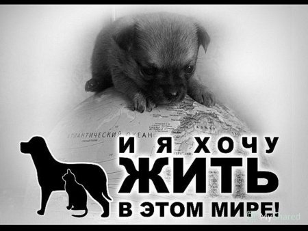 Плакаты в защиту бездомных животных