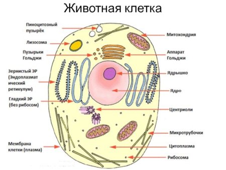 Строение клетки животного с обозначениями