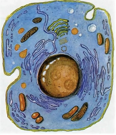 Строение цитоплазмы животной клетки