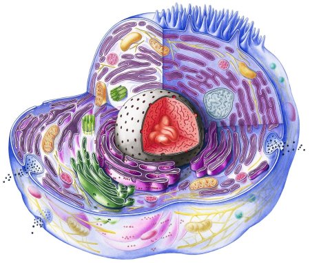 Эукариотическая клетка человека