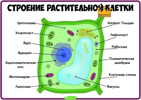 Строение растительной клетки 6 кл