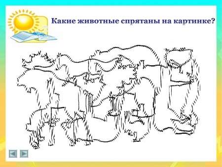 Какие животные спрятались