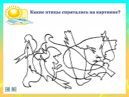 Какие птицы спрятались на картинке