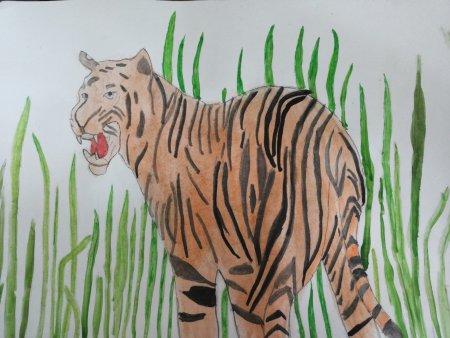 Тигр рисунок