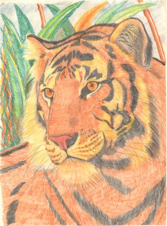 Рисунки редких животных