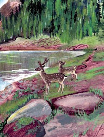 Живая природа иллюстрации