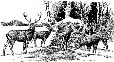 Пятнистый олень Кавказа гравюра