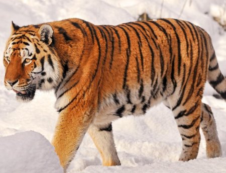 Амурский тигр