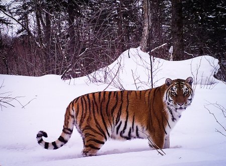 Уссурийский тигр дальнего Востока