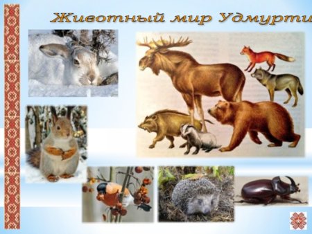 Животные Удмуртии