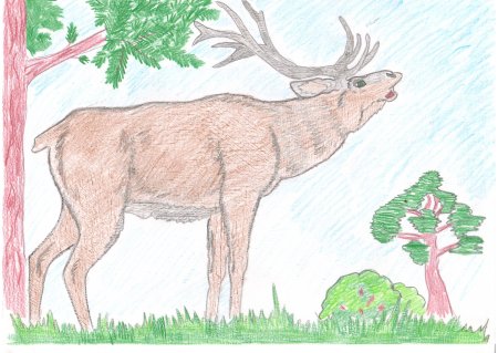 Рисунок на тему животные
