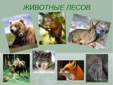 Животный мир Удмуртии