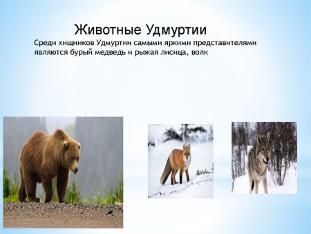 Животные Удмуртии презентация