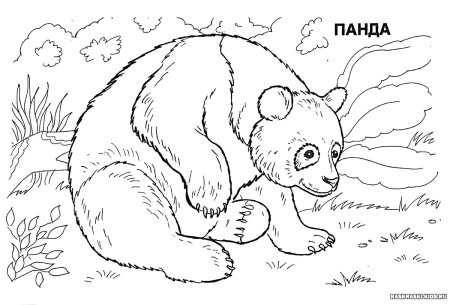 Животные из красной книги раскраска
