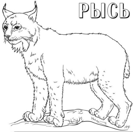 Рысь раскраска для детей