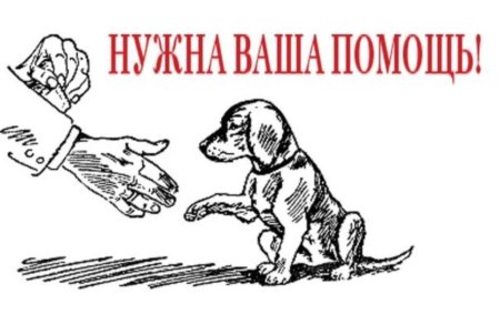 Плакат бездомные животные