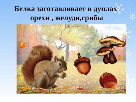 Животные готовятся к зиме