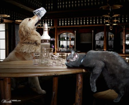 Котики и алкоголь