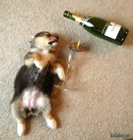 Животные и алкоголь