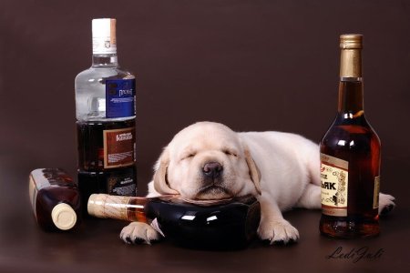 Животные с бутылкой