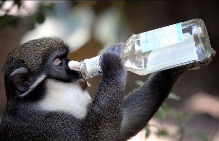 Обезьяна с бутылкой