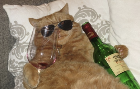 Новогодний кот с бутылкой