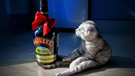 Животные бухают