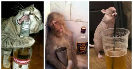 Пьяная тигрица