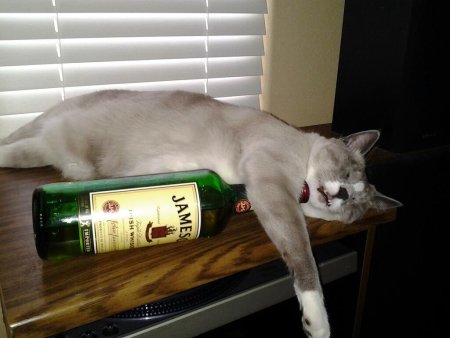 Пьяные коты