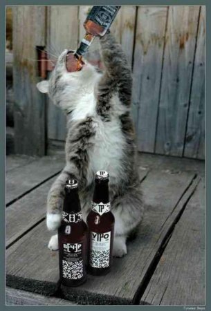 Кот с бутылкой