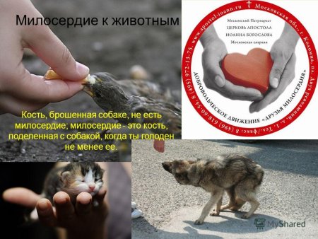 Милосердие к животным