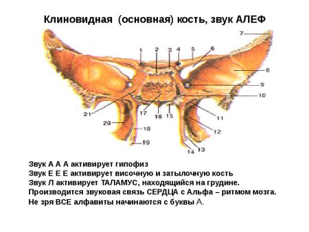 Клиновидная кость снизу