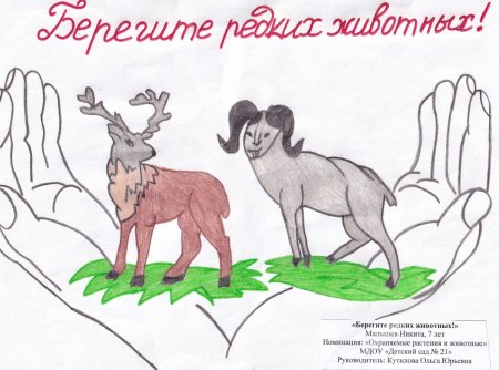 Рисунок на тему охраняемые растения и животные