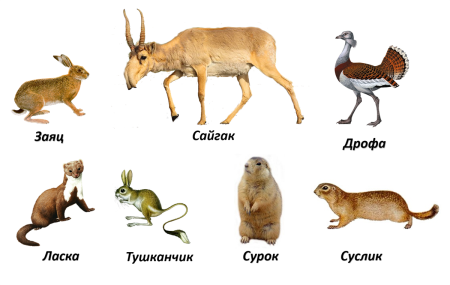 Представители фауны