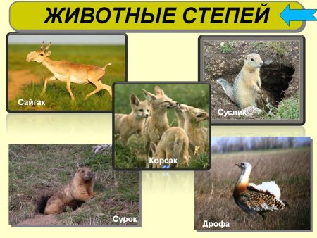 Рисунки животных степи