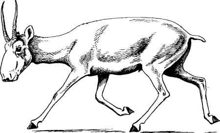 Сайгак Saiga tatarica