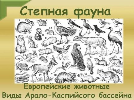 Сайгак рисунок